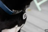 Pebblebee Adds Bag Tags and Pet Collar IDs for Find Hub Trackers